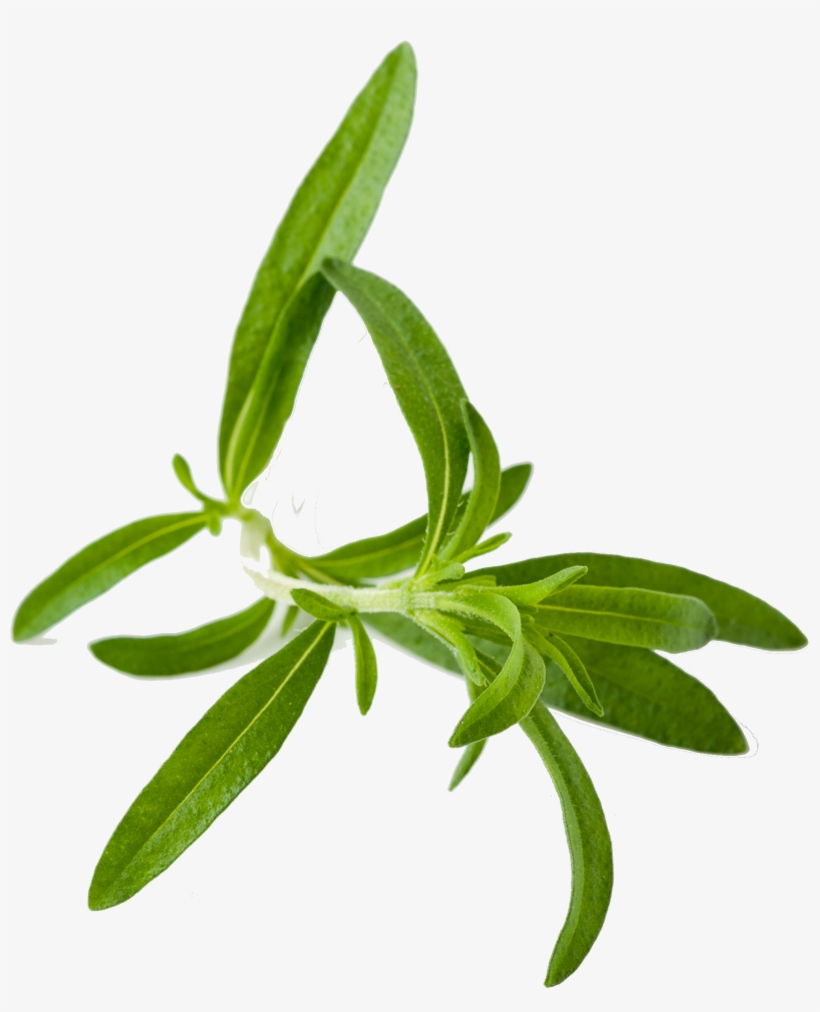 Savory Herb Png, transparent png