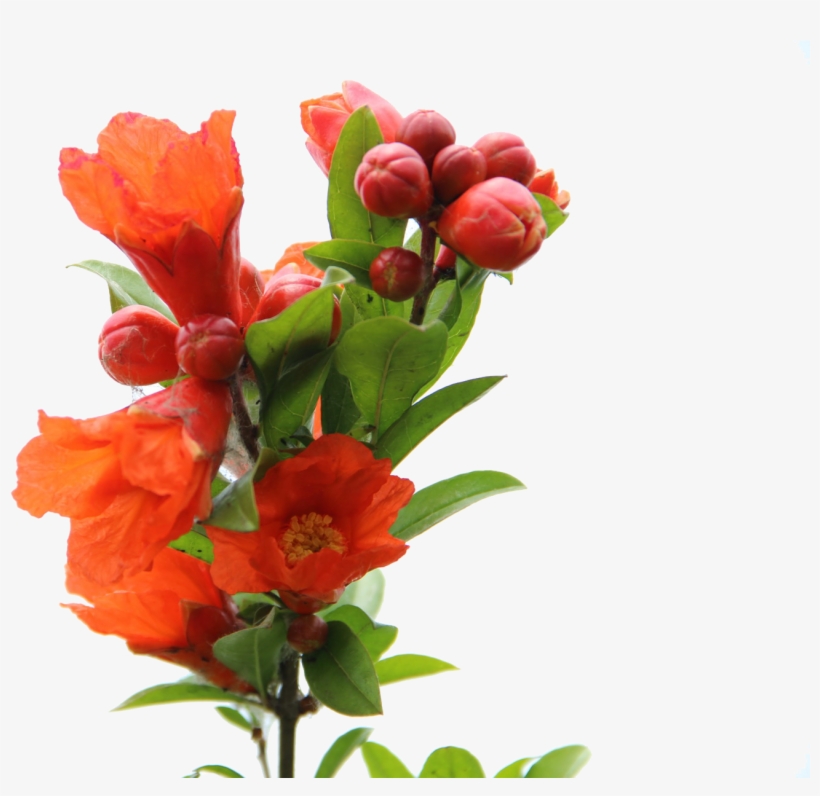Banner Royalty Free Stock Juice Red Drink A Transprent - Pomegranate Flower Png, transparent png