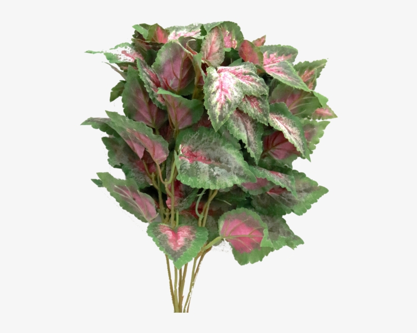 Garden Roses, transparent png