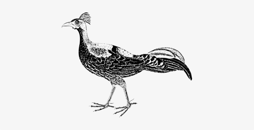 Ring-necked Pheasant Meleagrididae Bird Drawing - ภาพ วาด นก Png, transparent png