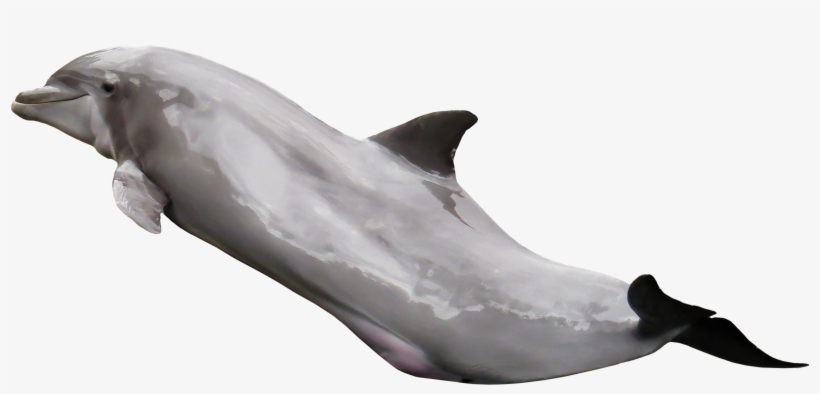 Dolphin Pngpix, transparent png