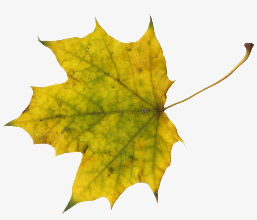 Png File Size - Leaf, transparent png