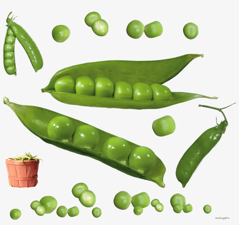 Pea Icon Clipart Web - Peas Png, transparent png