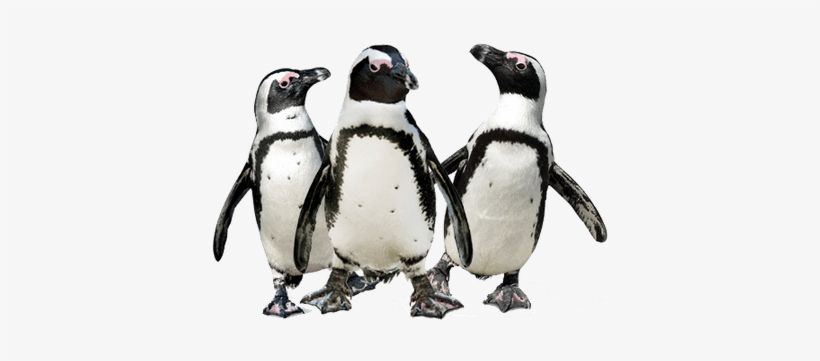 Penguin Trio - Penguins Transparent, transparent png