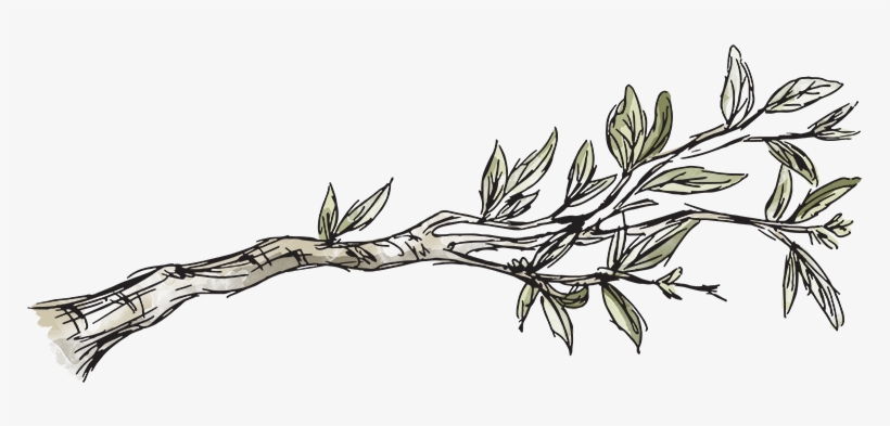 "we All Have Exciting Ideas And Ambitions For Trees, - Branch, transparent png