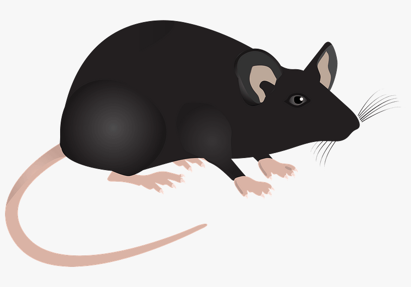 Lab Mouse Mouse Science Lab Animal Mammal - Mice Lab Png, transparent png