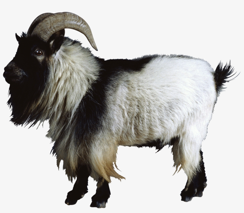 Free Goat Png Images - Mountain Goat Png, transparent png
