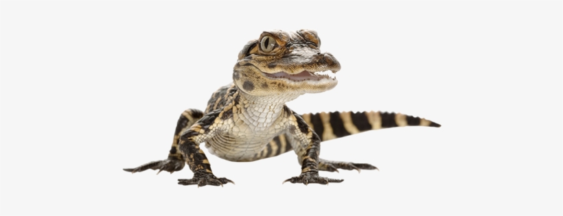 Baby Alligator Png - Lovlige Reptiler I Norge, transparent png