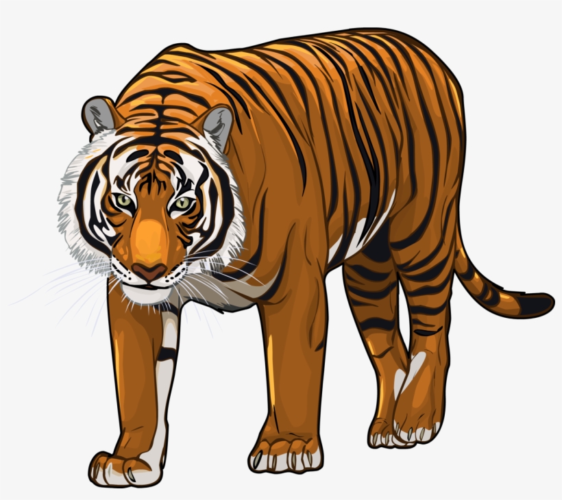Tiger Hd Image Png, transparent png