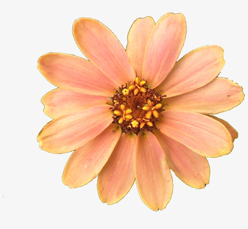 Get Flower Png - Peach Color Flowers Png, transparent png