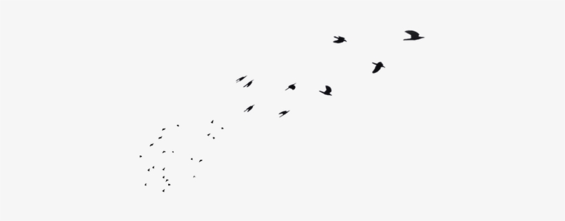 Flying Bird Png Image - Cve:png, transparent png