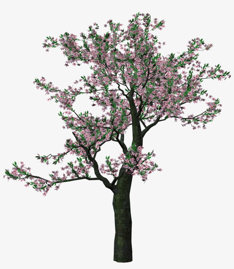 Download Transparent Large Spring Tree Clipart - Spring Trees Png - PNGkit