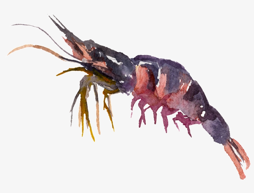 蝦子 插畫, transparent png