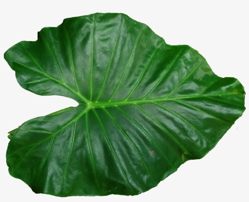 Leaf Png Pic - Leaf Png, transparent png
