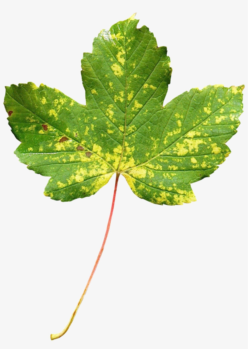 Maple Leaf Png Transparent Image - Maple, transparent png