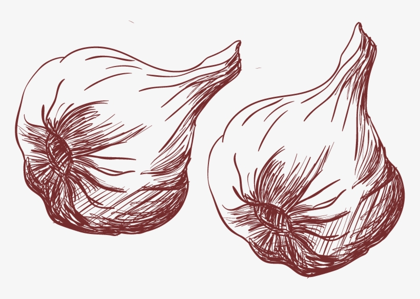 Bouillabaisse Drawing Garlic - Garlic Vector Png, transparent png