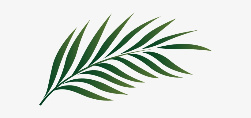 Palm Tree Leaf Clipart 19 1 - Palm Tree Leaf Clipart, transparent png