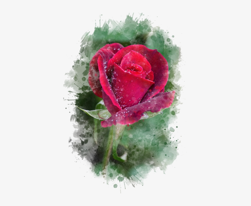 Red Rose Watercolor Art By Christina Rollo - Thank You Red Rose, transparent png
