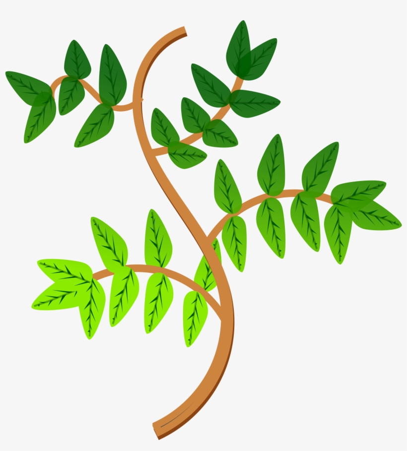 Picture Library Library Leaves And Branches Big Image - Branches Of Plant Clipart, transparent png