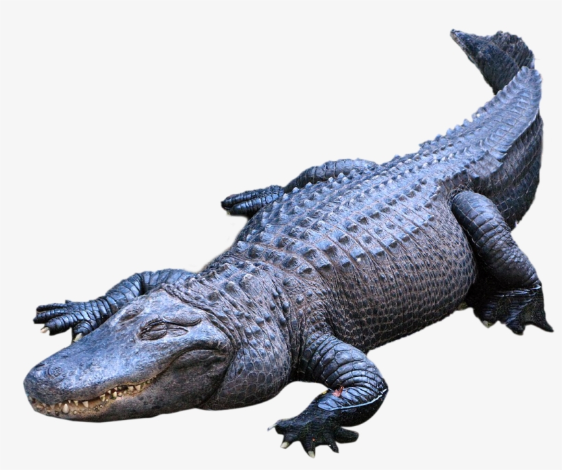 American Alligator Crocodiles Nile Crocodile, transparent png