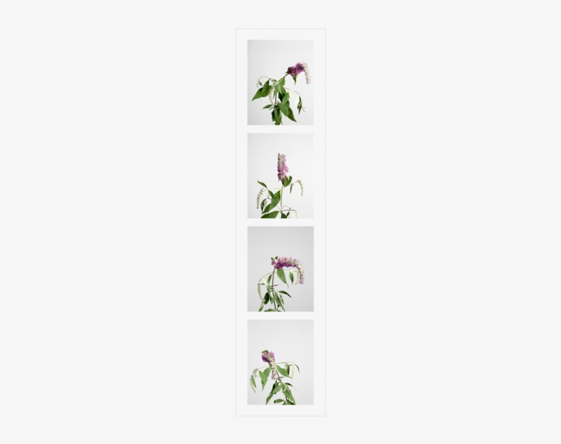 Butterfly Bushes - Bookcase, transparent png