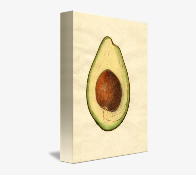 Vintage Illustration Of An Avocado By Alleycatshirts - Drawing, transparent png