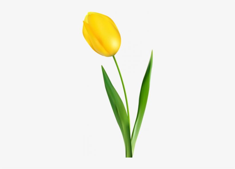 Tulip Transparent Yellow - Yellow Tulip Flower Png, transparent png