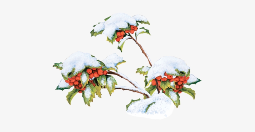Buy This Book - Rosa Glauca, transparent png