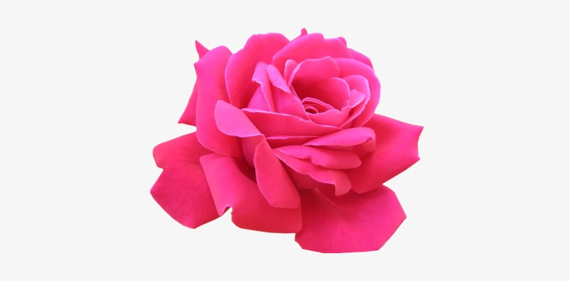 Pink Rose - Pink Rose Image Png, transparent png
