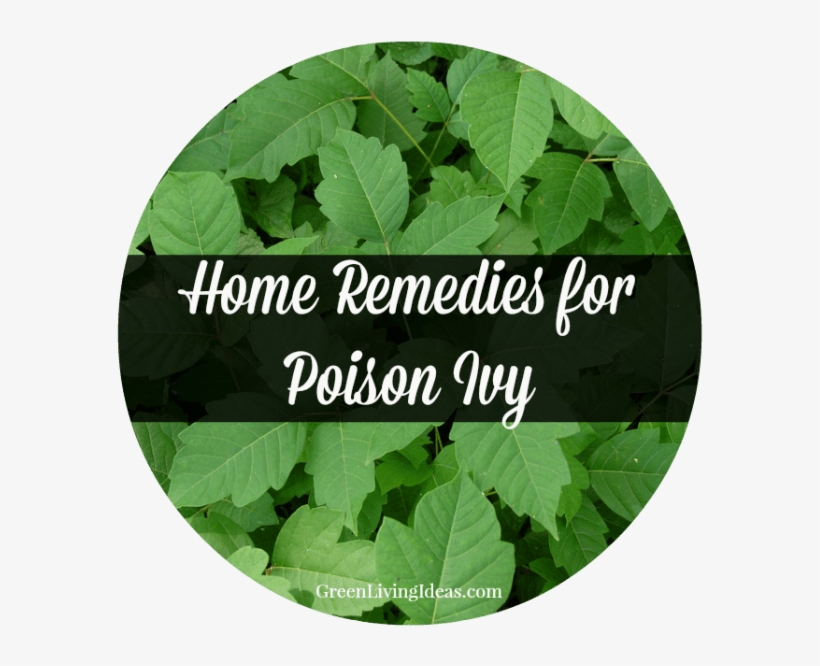 Home remedies for poison ivy houston texas retro skyline lantern