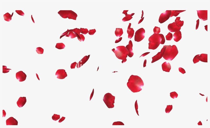 Rose Petals Png File - Rose Petals Transparent Png, transparent png