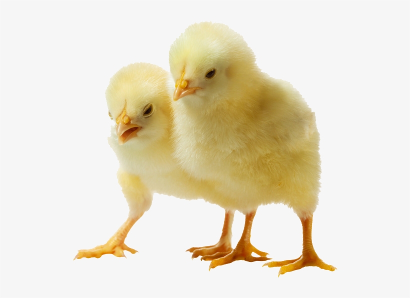 Download Amazing High-quality Latest Png Images Transparent - Png Image Of Chicks, transparent png