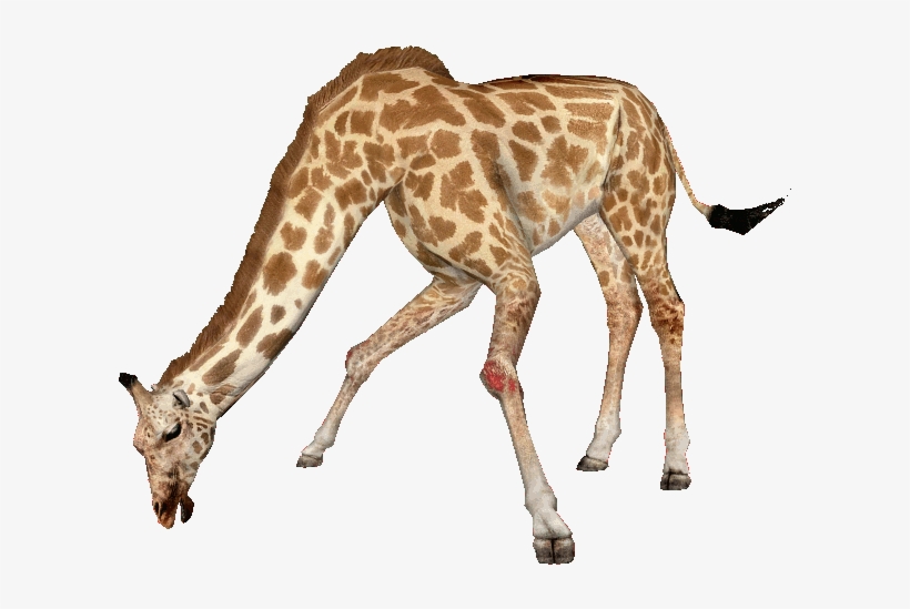 West African Giraffe - West African Giraffe Png, transparent png