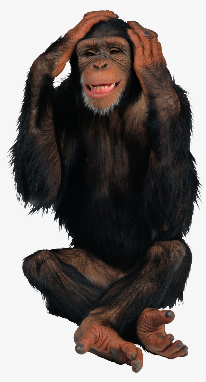 Monkey Png, transparent png