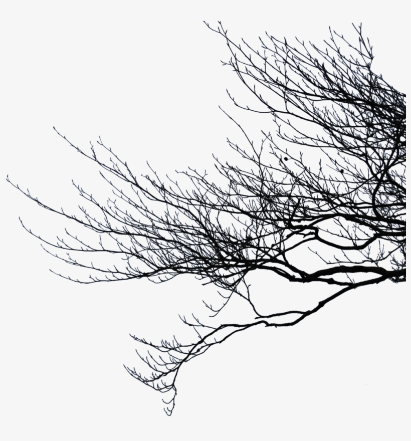 Picture Transparent Stock Branch Transparent Dead Tree Branches Png 900x907 Png Download Pngkit
