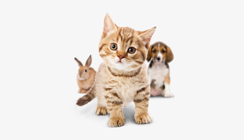 Small Cute Cat Png, transparent png
