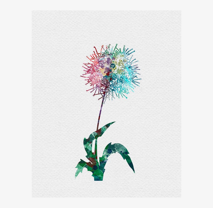 Clipart Transparent Stock Dandelions Drawing Watercolor - Dandelion Watercolor, transparent png