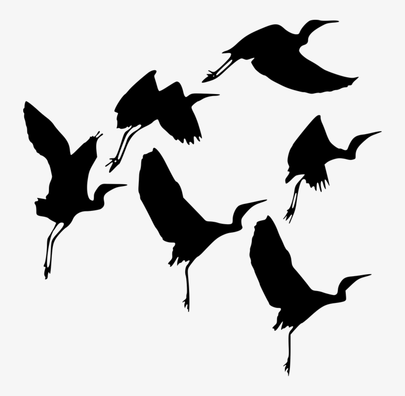 Silhouette, Bird, Fly, Wildlife, Flight, Gathering - Duckwing Silhouette Transparent Background, transparent png