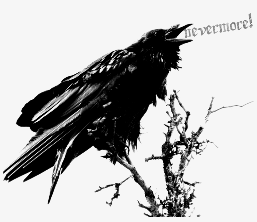 Raven Png, transparent png