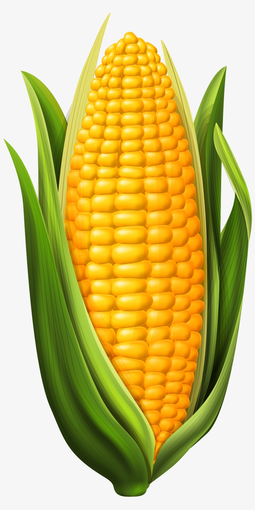 Corn Png Clip Art Image - Corn On The Cob Clipart - 2613x5000 PNG