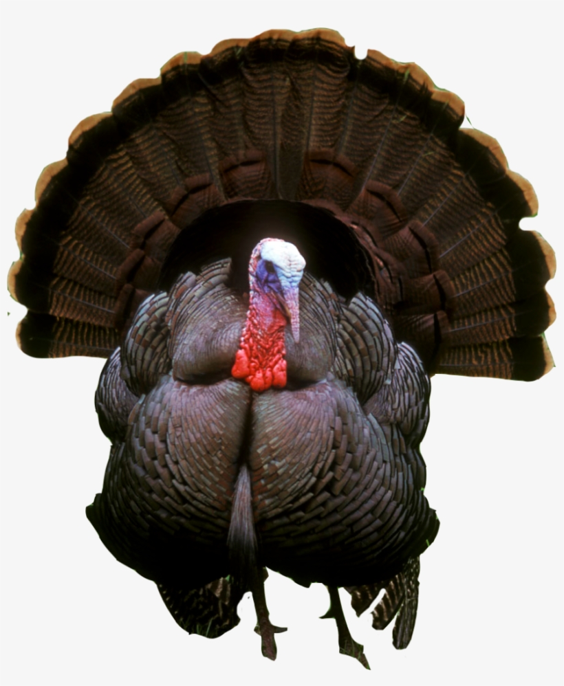 Turkey Png Photos - Turkey Png, transparent png