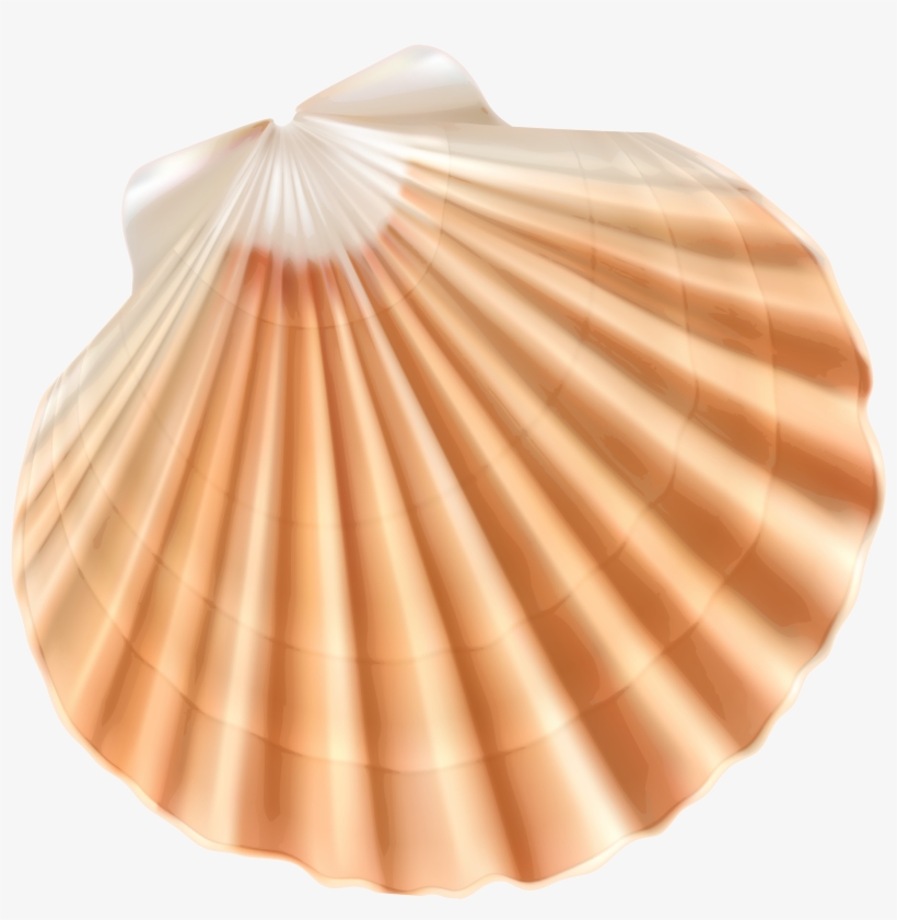 Sea Shell Png, transparent png