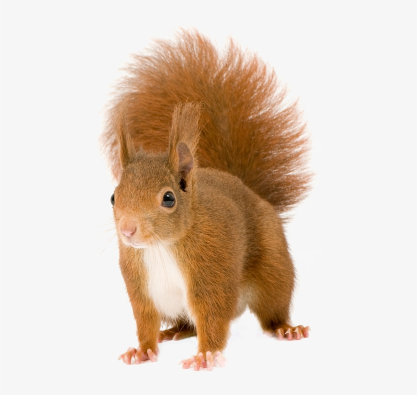 Red Squirrel Png, transparent png