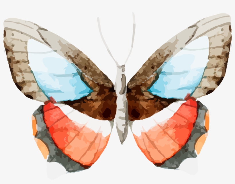 Set Of Free Butterfly Cu Ok Pretty - Click Wall Art 'welcome Spring - Almond Butterfly', transparent png