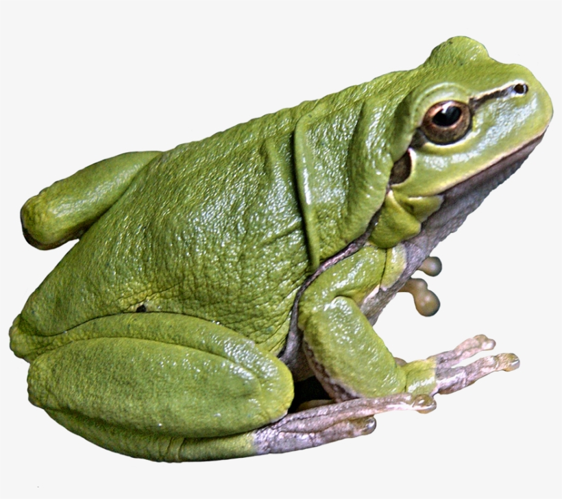 Frog Png Svg Freeuse Library - Eastern Spadefoot, transparent png