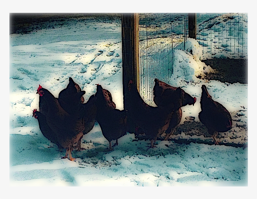 On Preparing Your Backyard Chickens For The Winter - Flock, transparent png