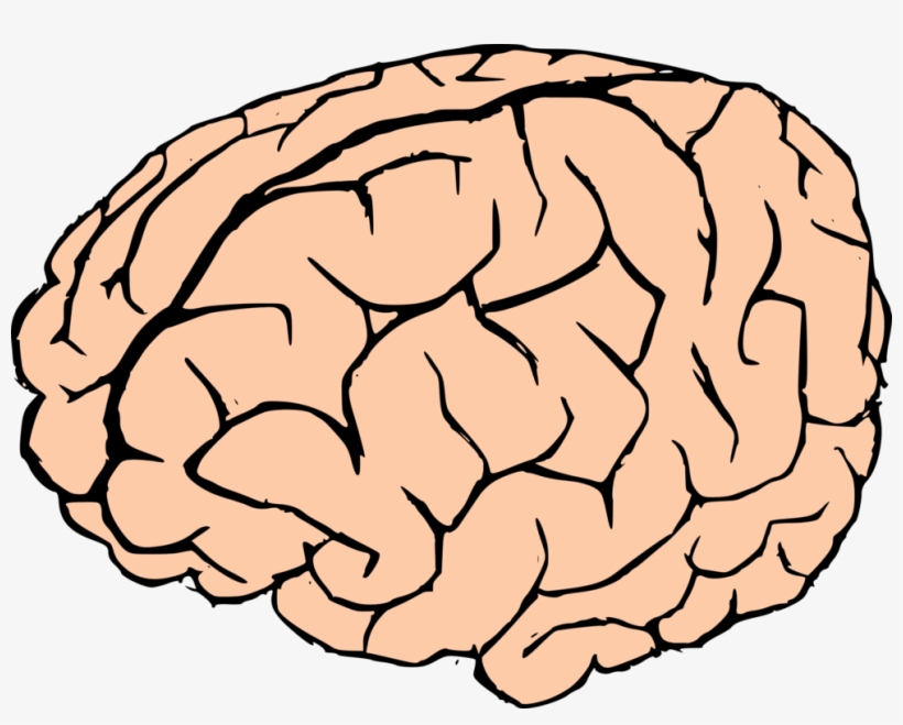 Brain - Brain Clipart No Background, transparent png