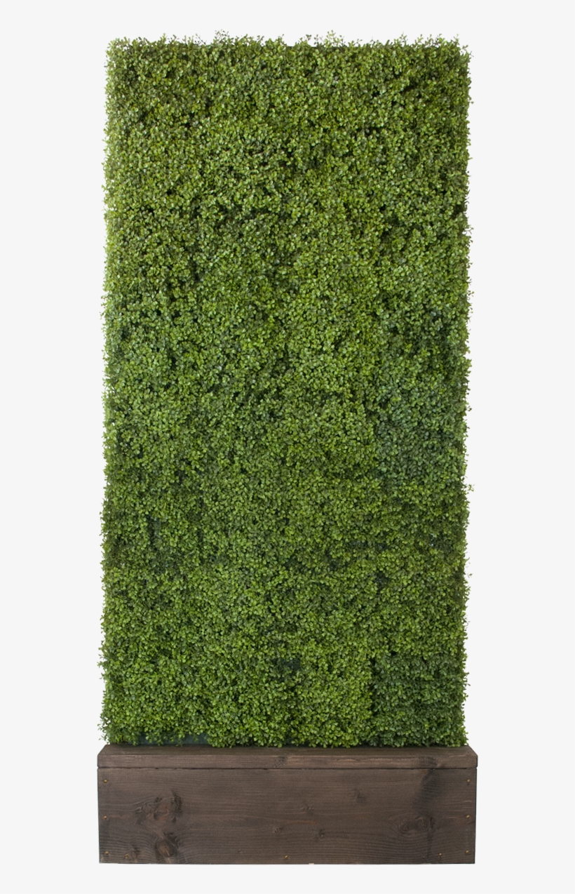 Boxwood Hedge Shrubs Artificial Png - Information, transparent png