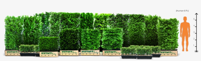 The Instanthedge Family Of Hedges Is Available In Three - Quickhedge Fagus Sylvatica - Beukhaag 100x120 Cm., transparent png