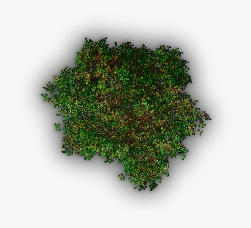 06 Feb 2009 - Tree, transparent png
